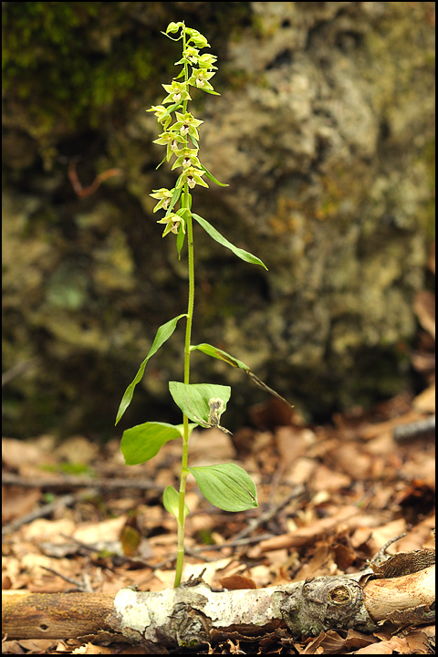 Epipactis dalla Apuane